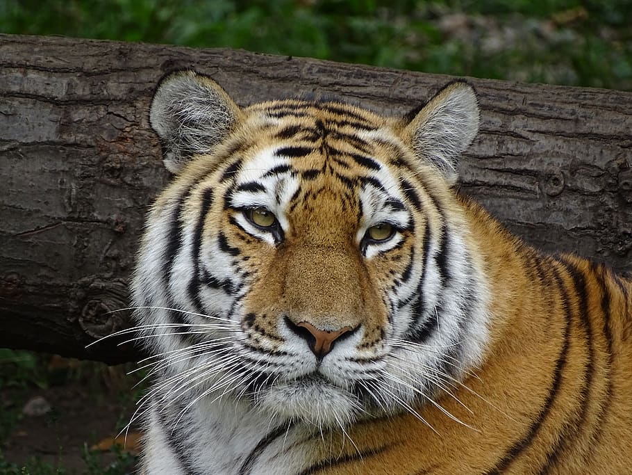 tiger, striped, predator, animal themes, animal wildlife, one animal HD wallpaper