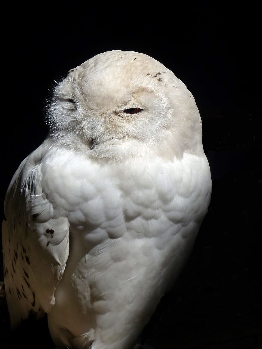 Hd Wallpaper Closeup Photo Of White Owl Owl Barn Barn Owl