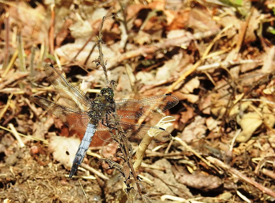 dragonfly, plattbauch, insect, flight insect, nature, close HD wallpaper