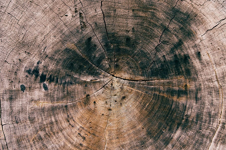 round brown and black cut tree, brown and black wood, log, tree ring HD wallpaper