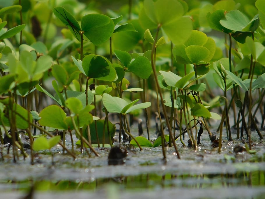water, leafs, green, growth, plant, plant part, green color HD wallpaper