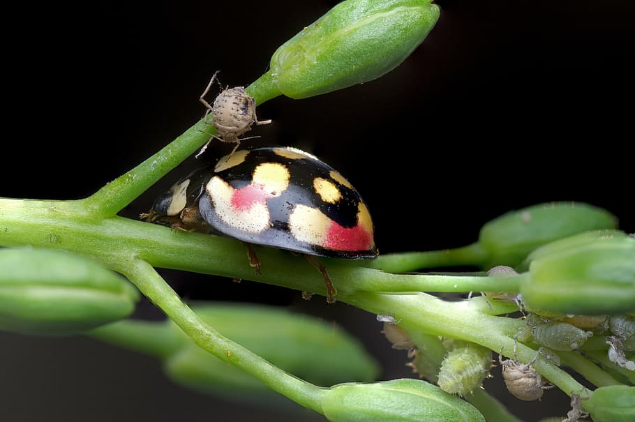 ladybug, aphids, nature, insect, beetle, macro, plant, garden HD wallpaper