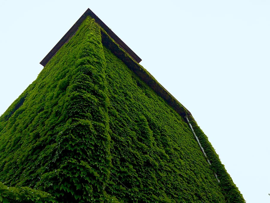 House, Vine, Sky, green color, tree, topiary, low angle view HD wallpaper
