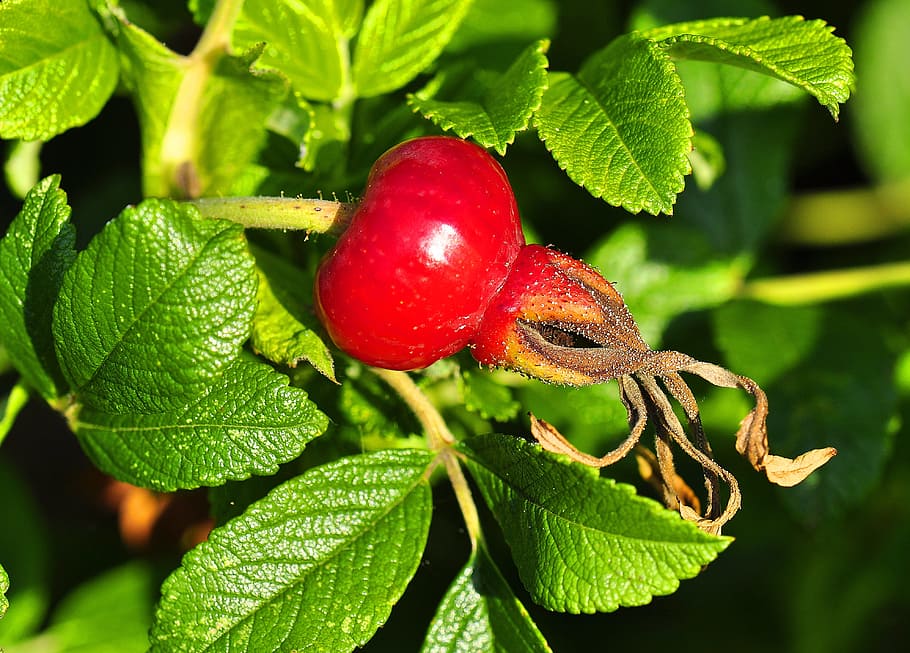 rose, fruit, rose dining, leaf, plant part, red, close-up, food and drink HD wallpaper