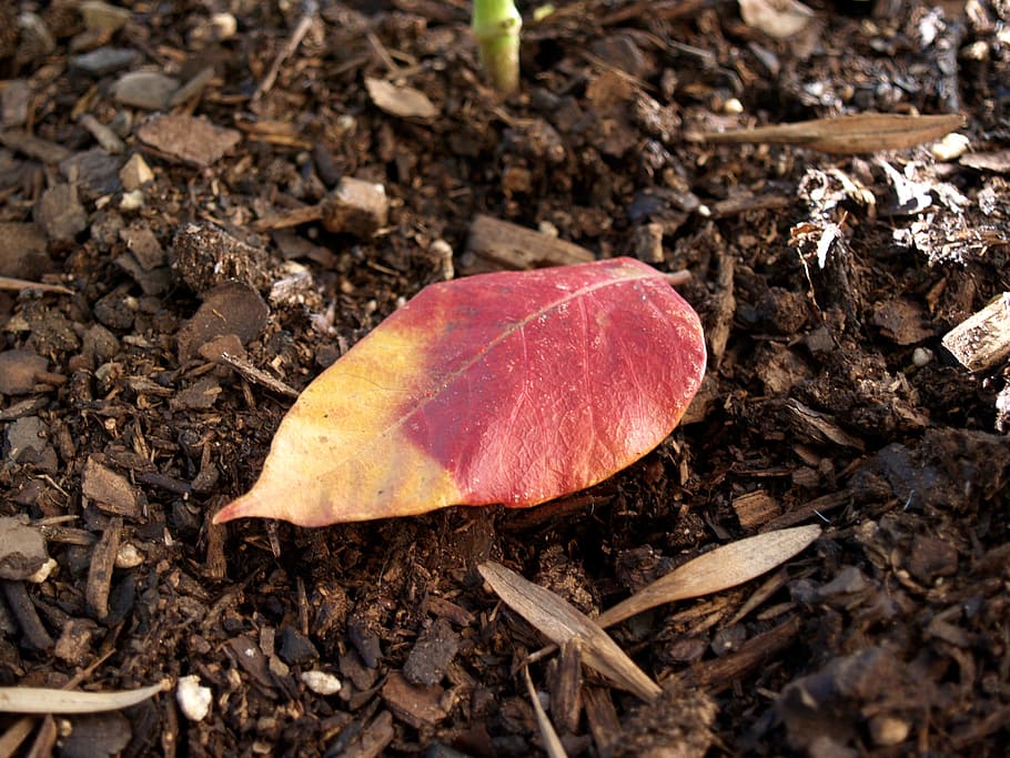 autumn, leaf, nature, fall, autumn leaves, red, brown, september HD wallpaper