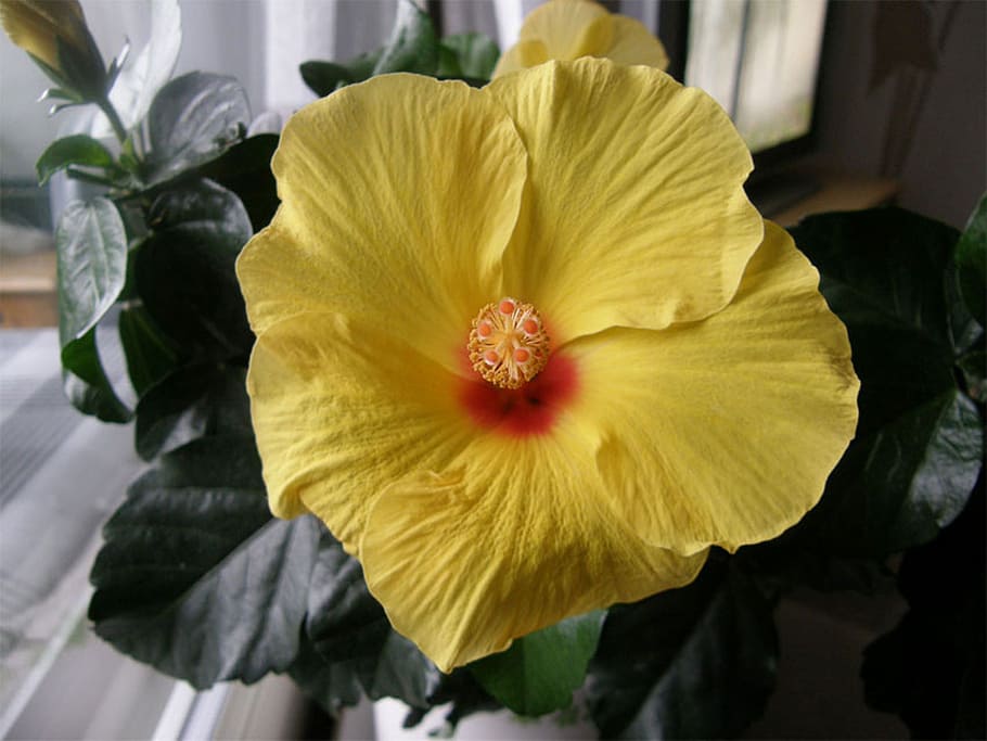 hibiscus, yellow, emi, flowering plant, fragility, vulnerability HD wallpaper