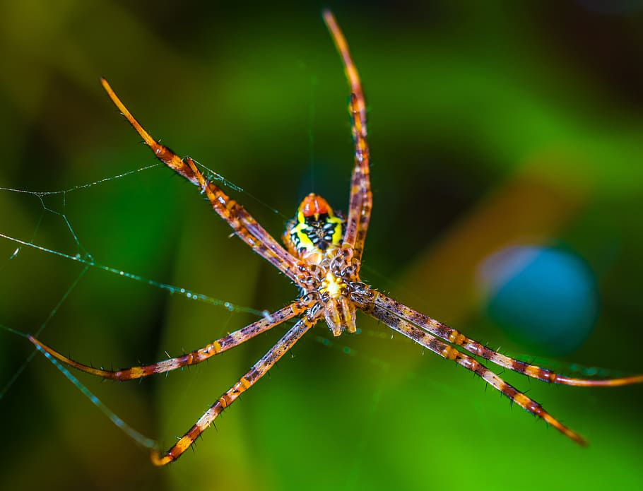 Spider, Arachnid, Network, Close, one animal, animal wildlife HD wallpaper