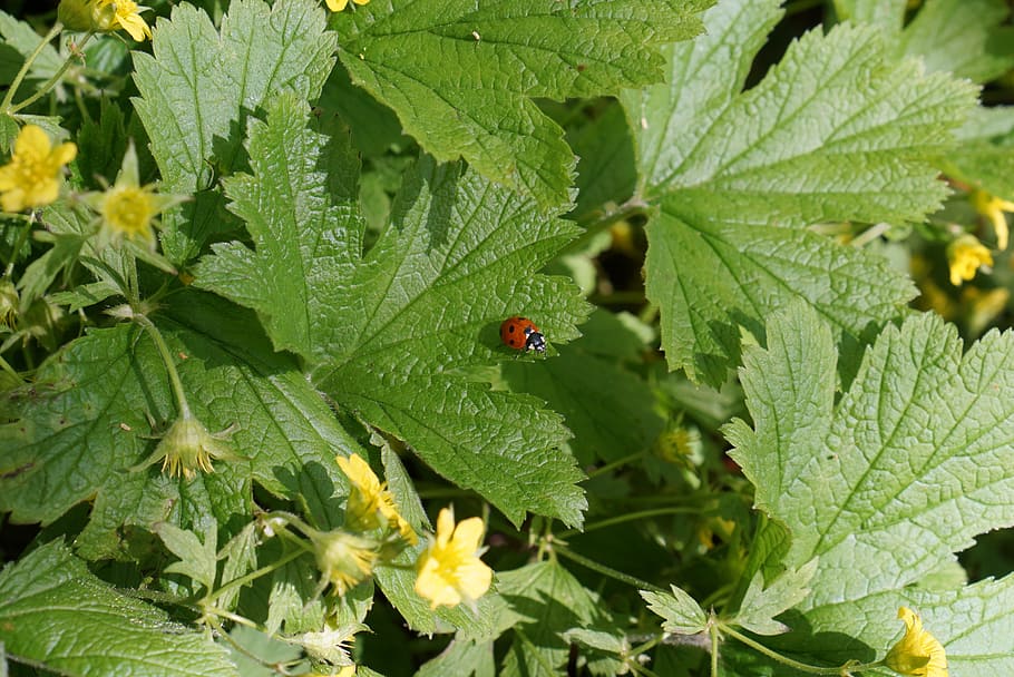 ladybug, garden, meadow, park, grass, spring, nature, insect HD wallpaper
