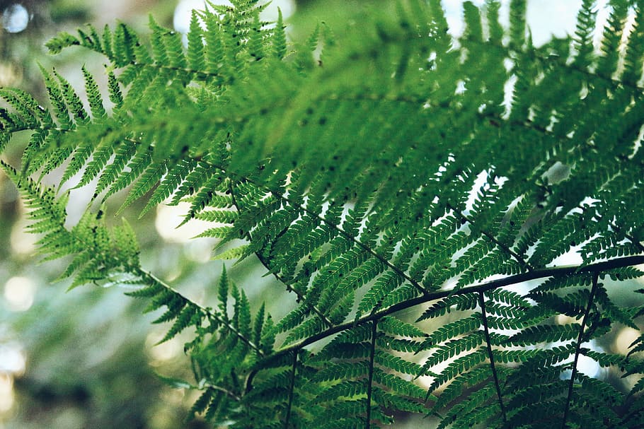 green leafed trees, fern, plant, nature, green Color, close-up HD wallpaper