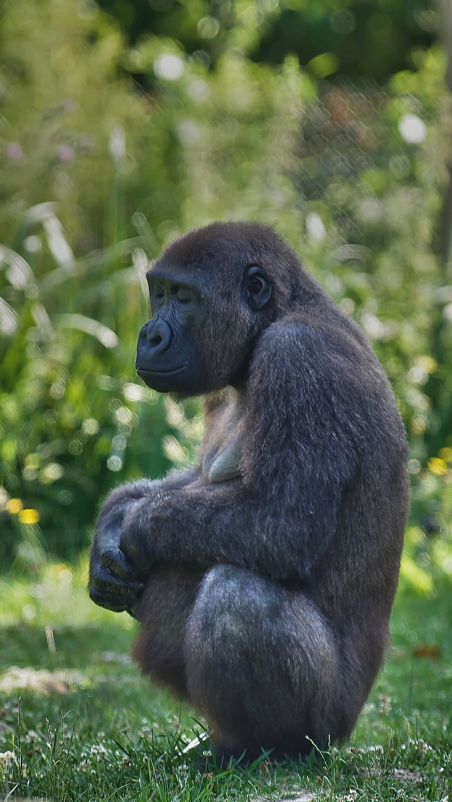 gorilla, pregnancy, zen, animal wildlife, animal themes, mammal HD wallpaper