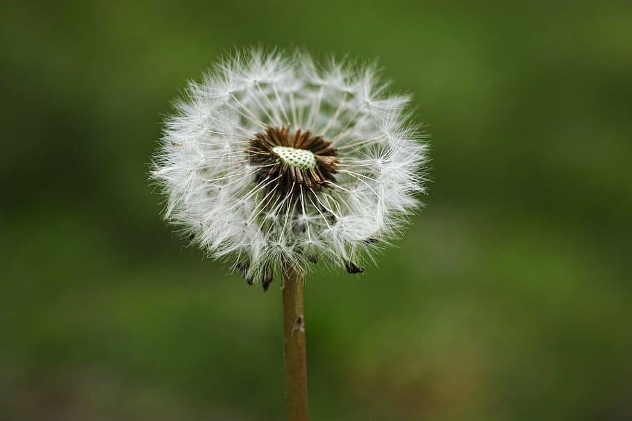 Flower, Nature, Spring, Garden, flowers, plant, white, spring flowers HD wallpaper