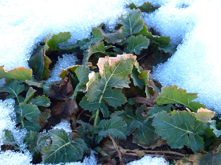 winterkohl, winterfrucht, brassica, leaves, snow, cold, ground