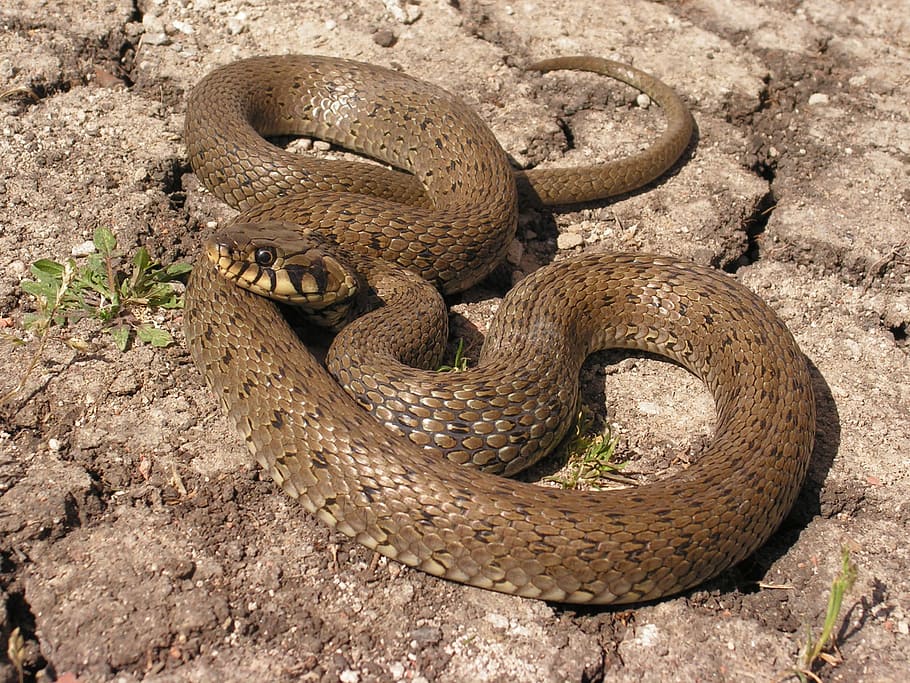 snake, natrix, animal themes, animal wildlife, animals in the wild HD wallpaper
