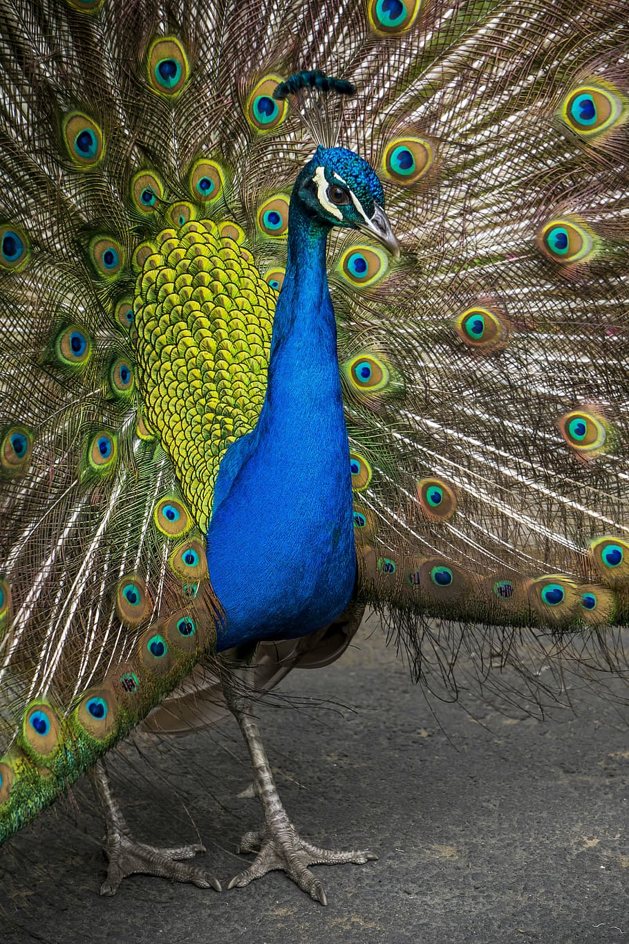 peacock displaying his feathers, animal, beak, bird, cockerel