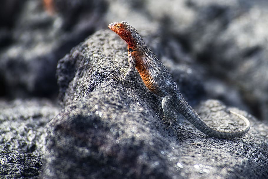 Black Lizard on Stone, animal, blurred background, close, close-up HD wallpaper