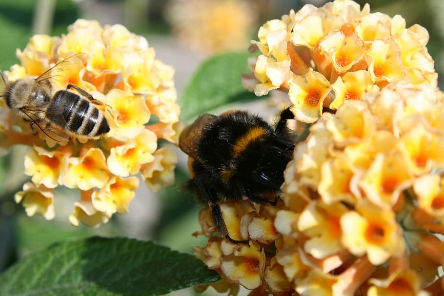 hummel, bee, insect, blossom, bloom, close, flower, flowering plant HD wallpaper