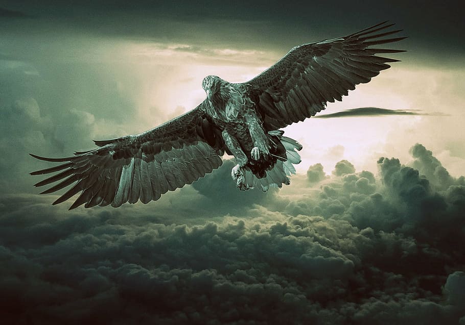 brown eagle, predator, bird, fantasy, flying, sky, clouds, hunter, HD wallpaper