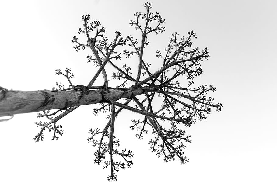 Tree, Dead, Wood, Old, Landscape, branch, nature, no people HD wallpaper