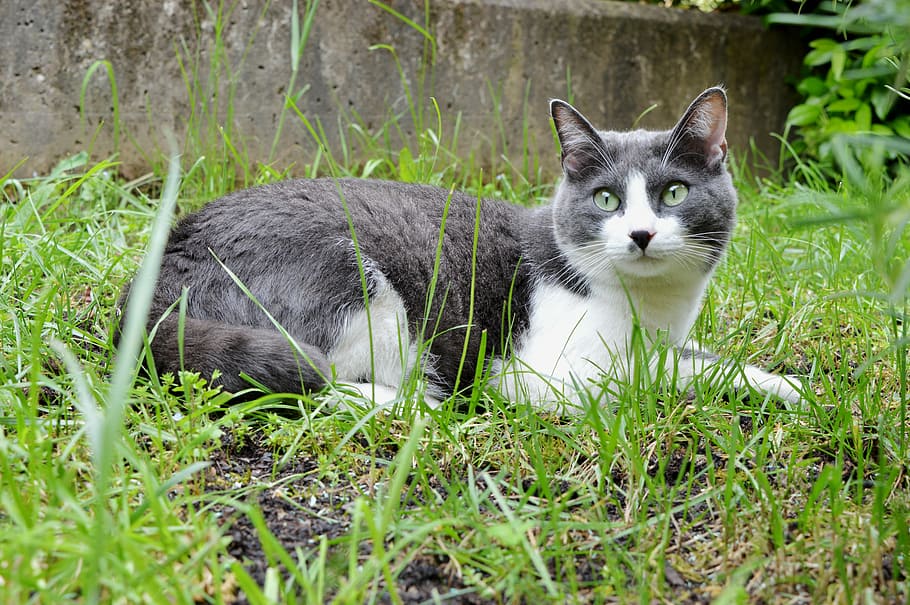 cute, animals, pet, cat, kitten, eyes, yellow, gray, white HD wallpaper