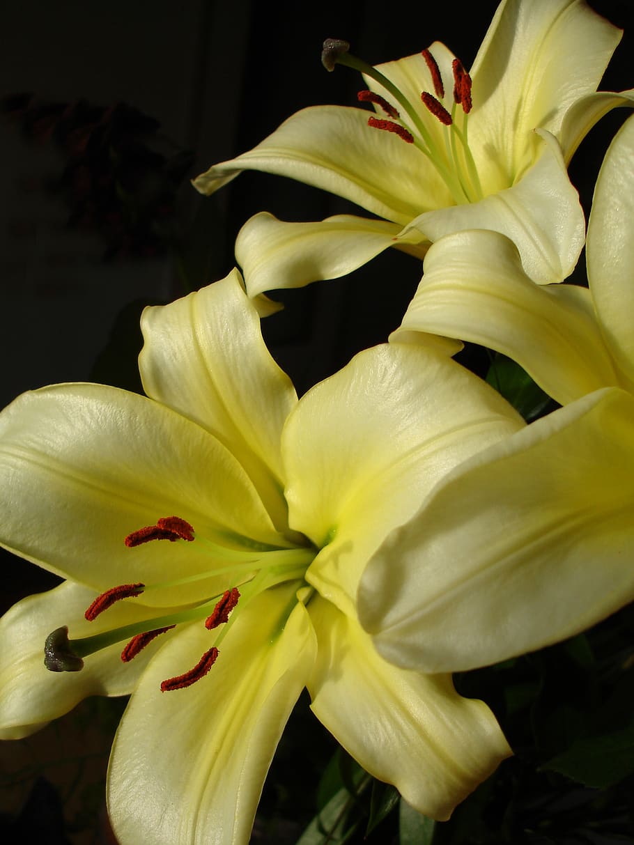 flower, nature, lily, flowering plant, vulnerability, fragility HD wallpaper