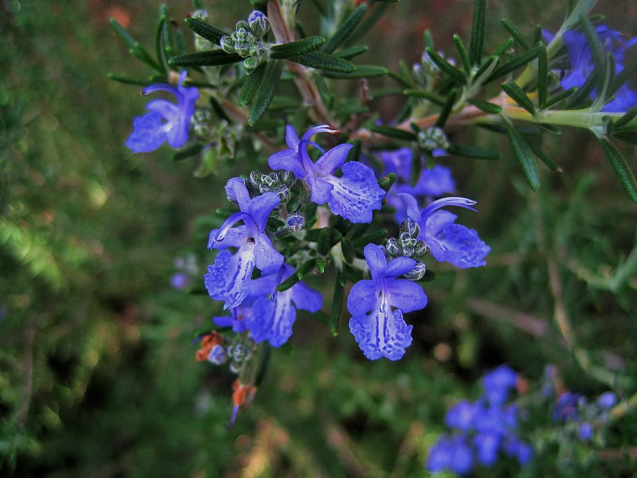 Flower rosemary 1080P, 2K, 4K, 5K HD wallpapers free download