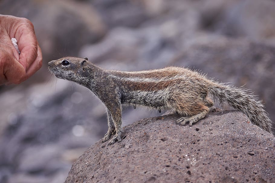 gophers, feed, hand, tame, sweet, curious, wild, eat, mammal HD wallpaper