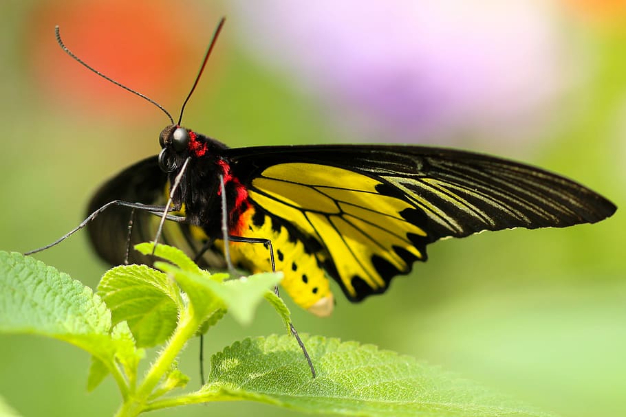 black and yellow butterfly on green leafed plant, macro photograph of butterfly on leaf HD wallpaper