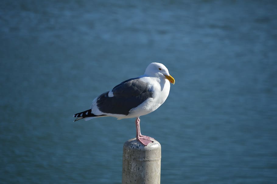 Seagull, Ocean, Beach, Bird, marine, nature, one animal, animal themes HD wallpaper