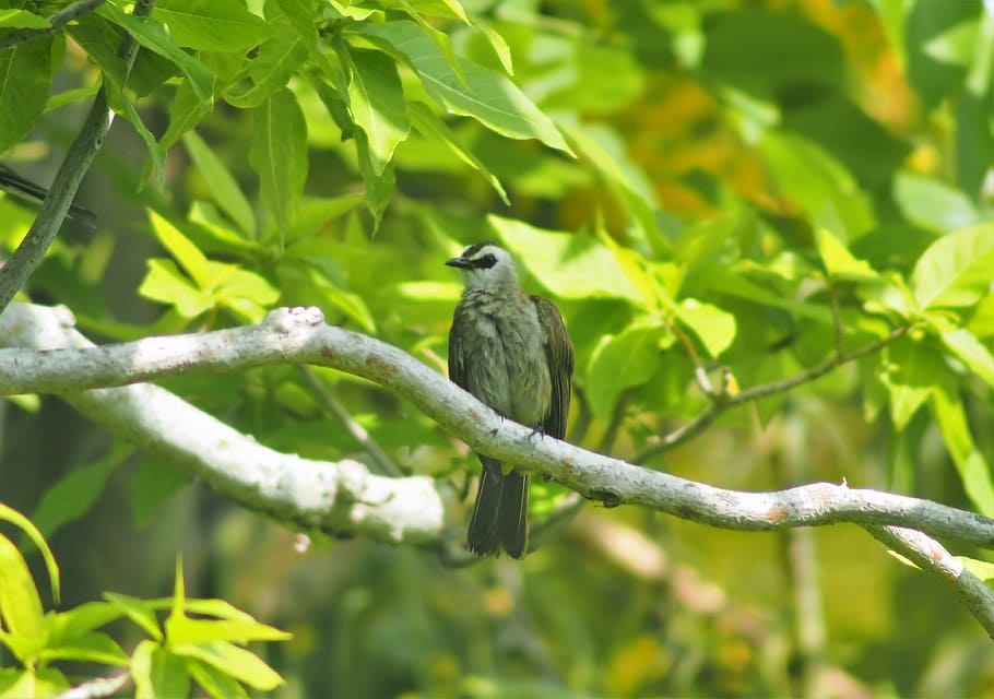 yellow, vented, bulbul, bird, park, tree, branch, perched, natural HD wallpaper