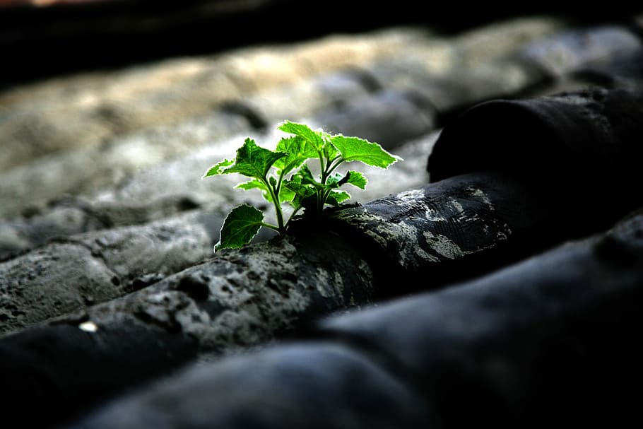 break, pool, nature, yearning, cluster, leaf, selective focus HD wallpaper