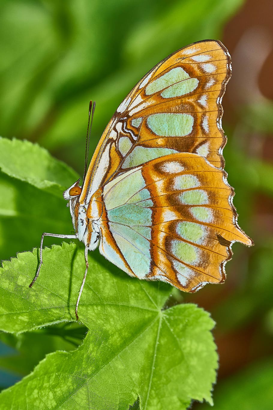 malachite butterfly perching on palmate leaf, macro, nature HD wallpaper