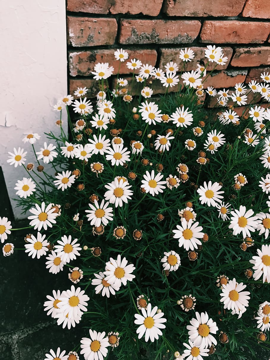 flowers, margaret, flowering plant, vulnerability, beauty in nature HD wallpaper