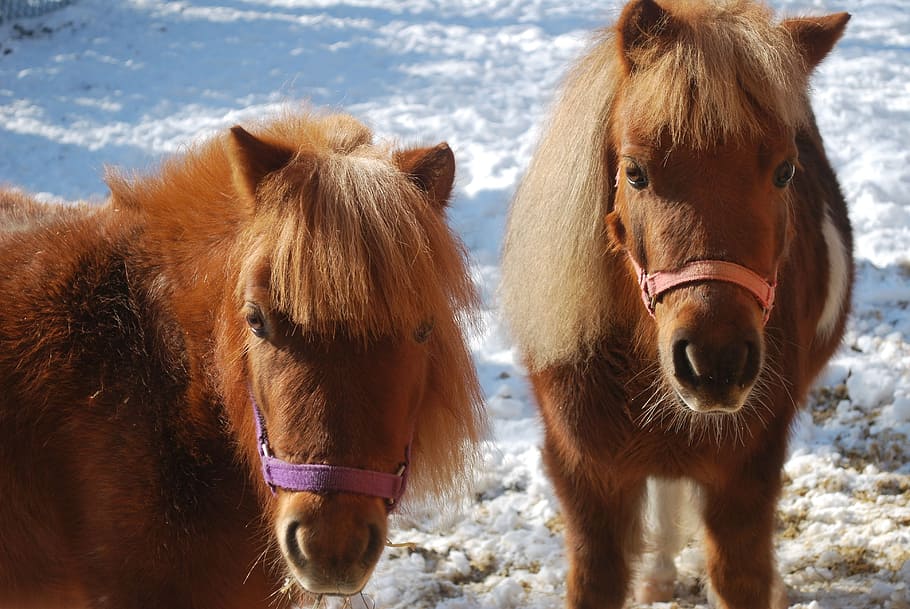 Miniature Horse Stock Photos, Images and Backgrounds for Free Download