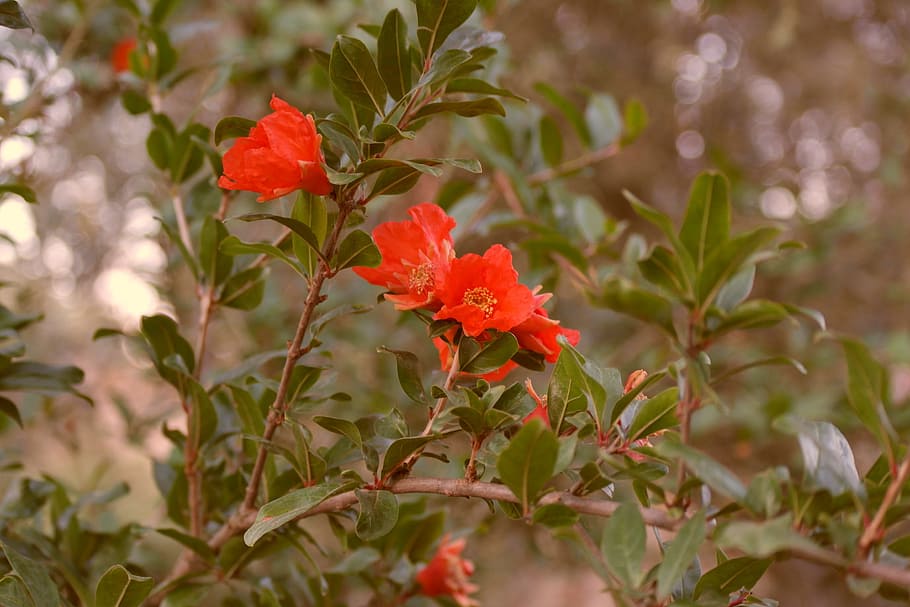 Spring, Nature, Bloom, Flowers, red, leaves, tree, spring flowers HD wallpaper