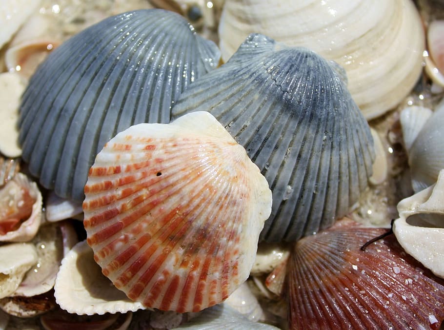 beach, shells, sand, seafood, animal, food and drink, close-up HD wallpaper