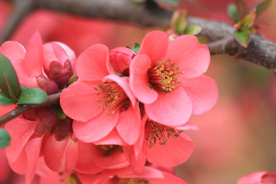 close view of pink cherry blossoms, Spring Flowers, Color, plant HD wallpaper