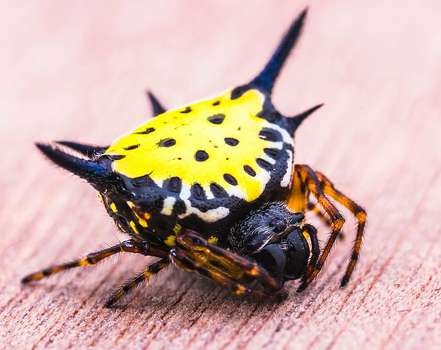 HD wallpaper: spider, arachnid, insect, close, yellow, exotic, tropical ...