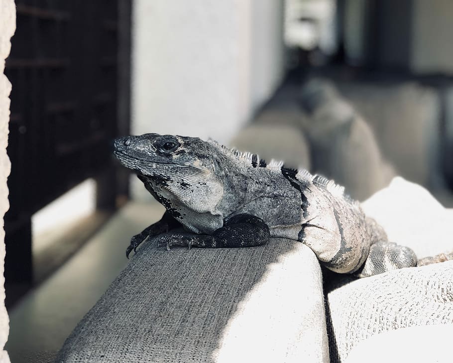 closeup photo of chameleon, focus photo of gray reptile, lizard HD wallpaper