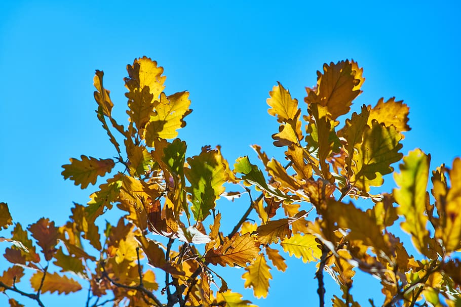 leaves, tree, branch, forest, autumn, macro, blue, nature, green HD wallpaper
