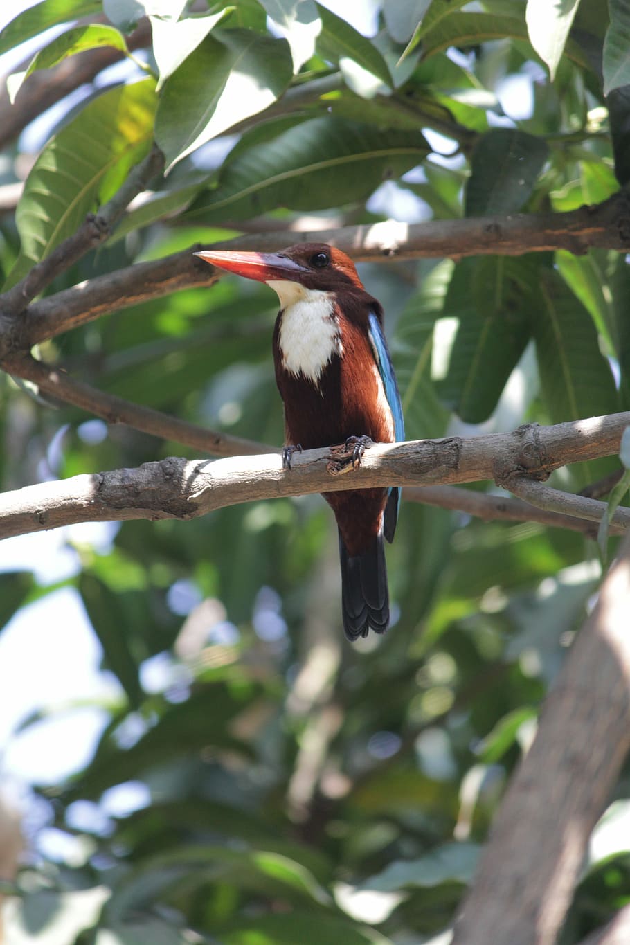 bird, tree, nature, wildlife, outdoors, environment, wing, feather HD wallpaper