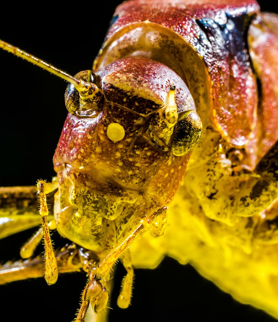 grasshopper, viridissima, insect, scare, chitin, close, close-up HD wallpaper