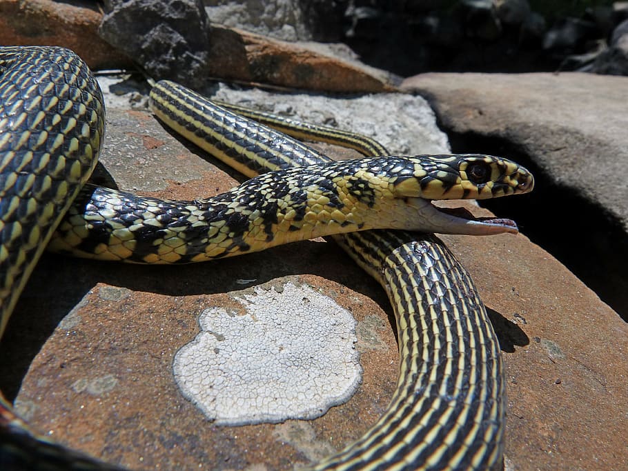 Snake, Reptile, Nature, Head, Scales, rocks, one animal, animal wildlife HD wallpaper