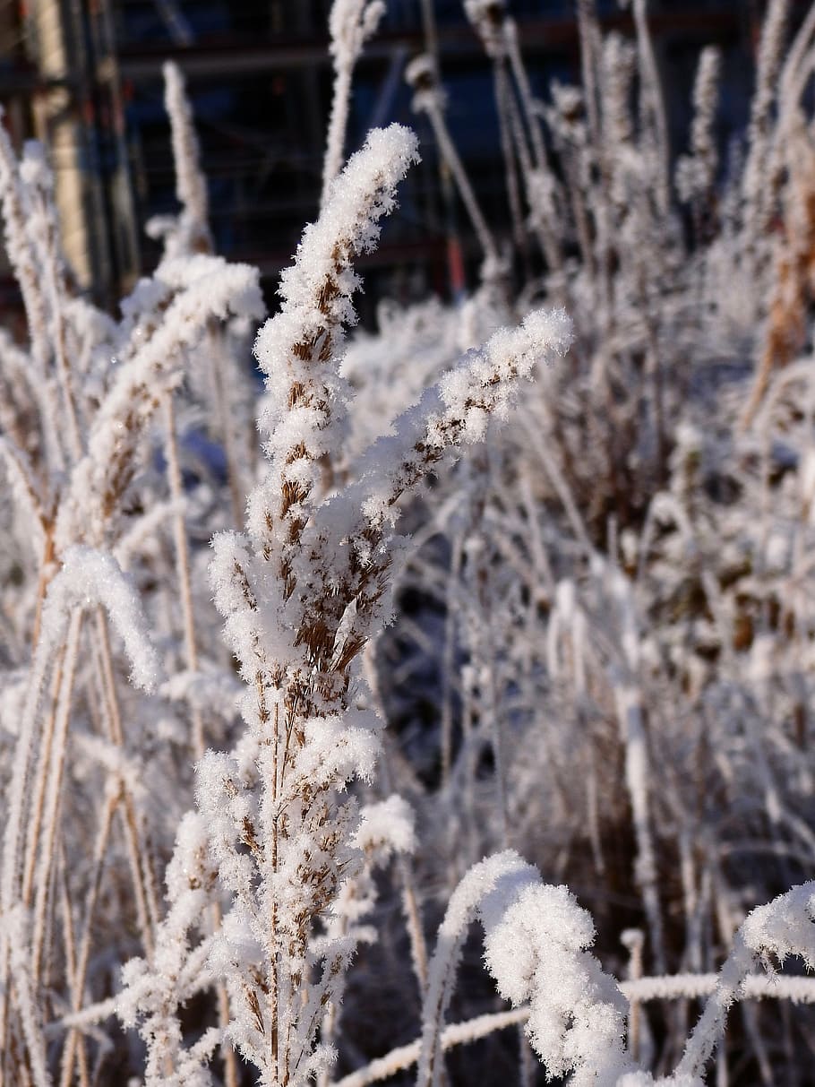 winter, cold, ice, snow, wintry, hoarfrost, ripe, cold temperature HD wallpaper