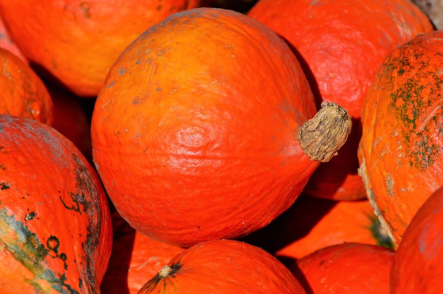 pumpkin, fruit, orange, autumn, cucurbita maxima, choose, large HD wallpaper