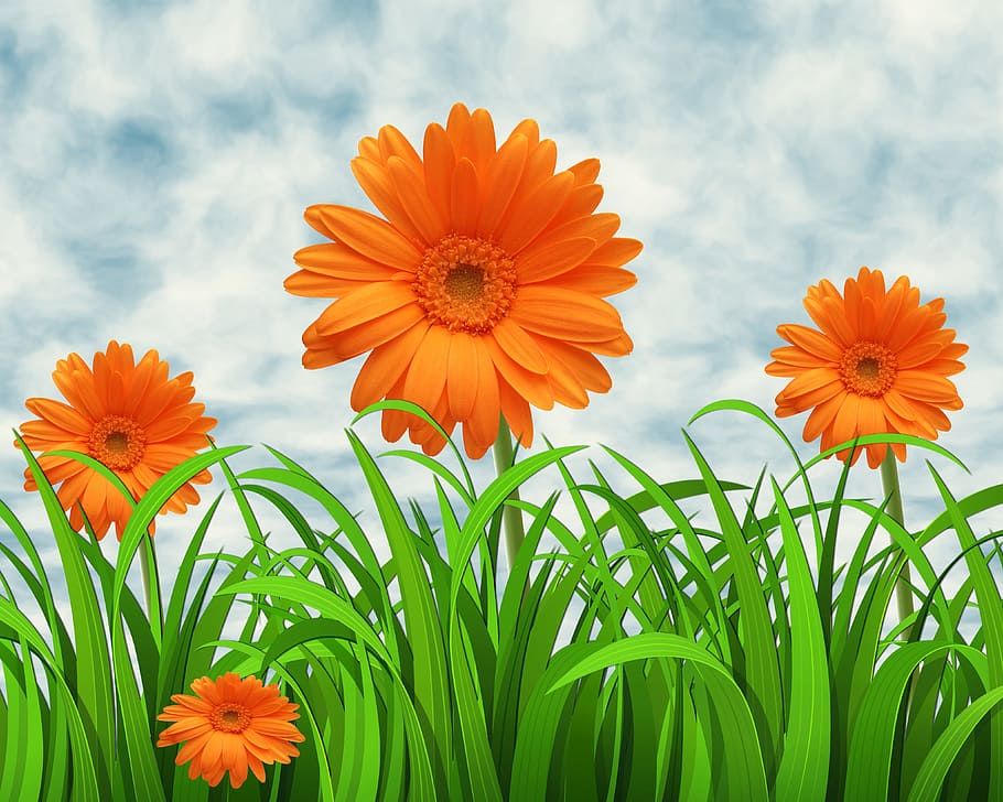 orange gerbera flowers under white sky wallpaper, nature, background HD wallpaper