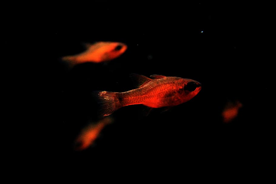 closeup photo of grey fish, focus photography of red fish, water HD wallpaper