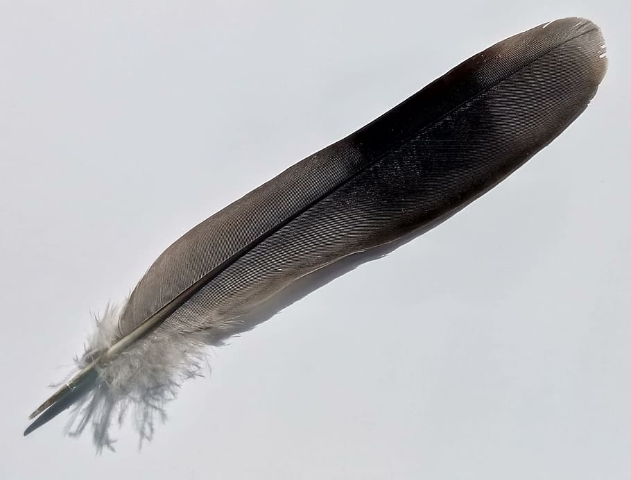 bird feather, grey, black, nature, fauna, australia, studio shot HD wallpaper