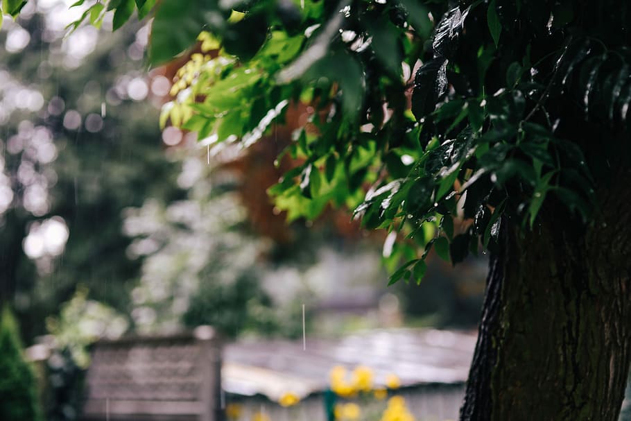 Wet spring garden, rain, leaves, trees, cobblestone, twig, branch HD wallpaper
