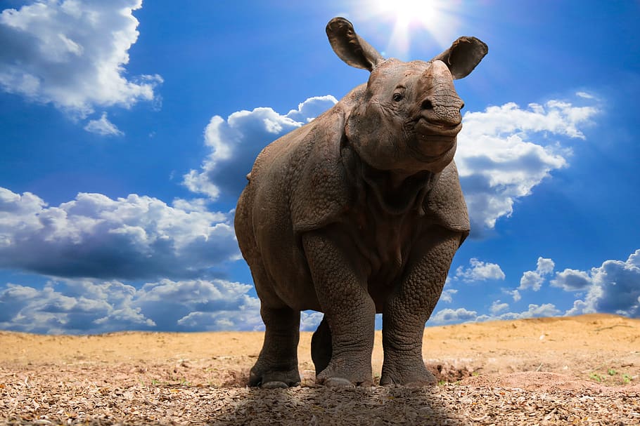 animals, nature, rhino, pachyderm, climate change, climate protection, HD wallpaper