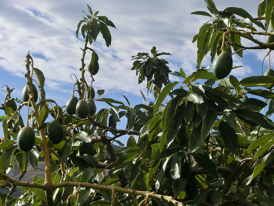 avocado, tree, plant, laurel greenhouse, mediterranean, leaves